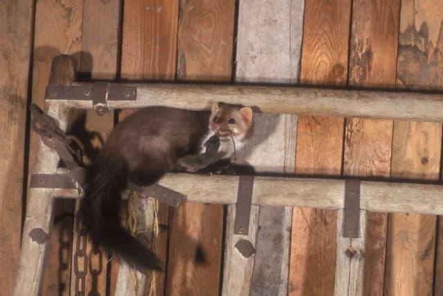 Jak złapać kunę na strychu – skuteczne metody i najlepsze przynęty