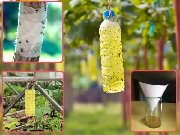 Skuteczne sposoby na muchy na tarasie – rośliny, pułapki i porady