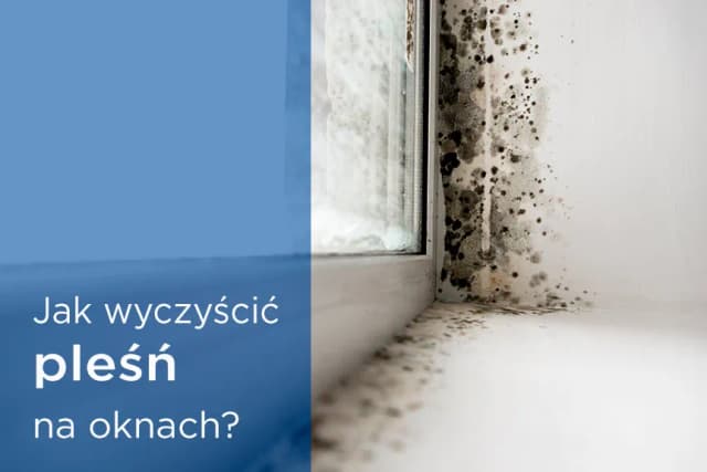 Jak skutecznie pozbyć się pleśni na oknach i zapobiec jej powrotowi